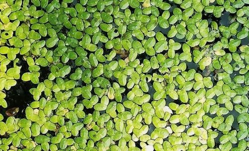 Duckweed