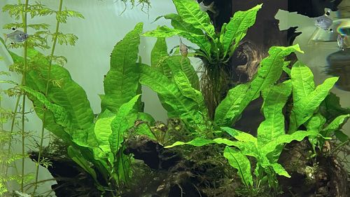 Java Fern