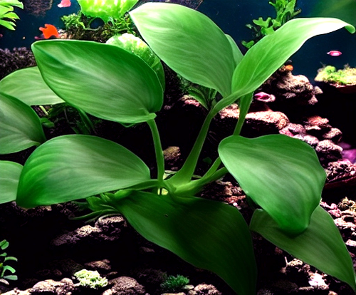 Anubias