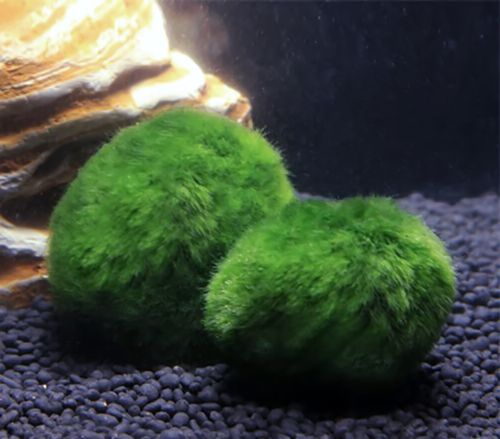 Marimo Moss Balls